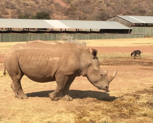 FMCSA commemorates World Wildlife Day